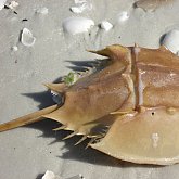 Marco Island - Crab